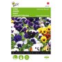Buzzy ® Viola wittrockiana Zwitserse Reuzen